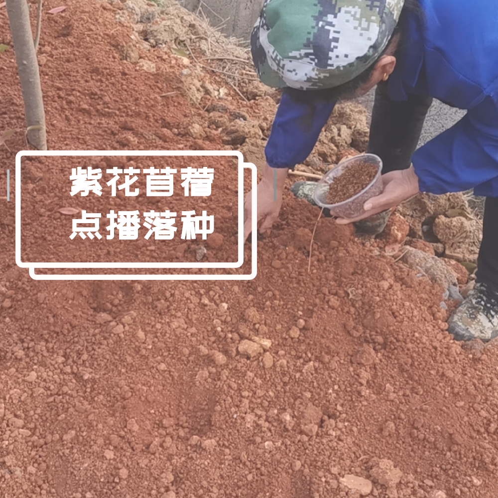 豪兴农业2022年益阳合兴村紫花苜蓿种植开播