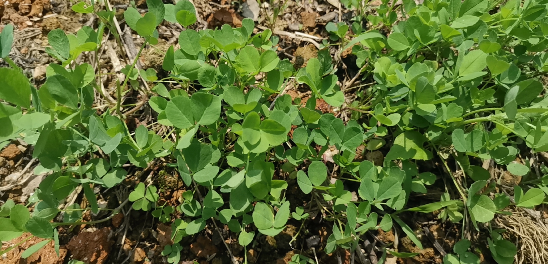 豪兴农业种植的紫花萨苜蓿嫩茎