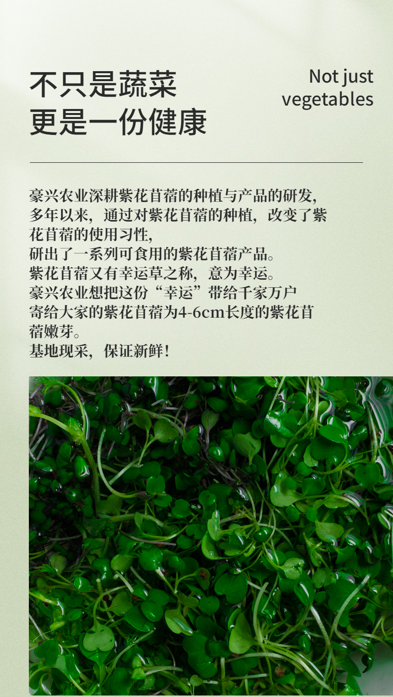 豪兴农业生产的紫花苜蓿维生素B和维生素C的含量也是大白菜的3倍。