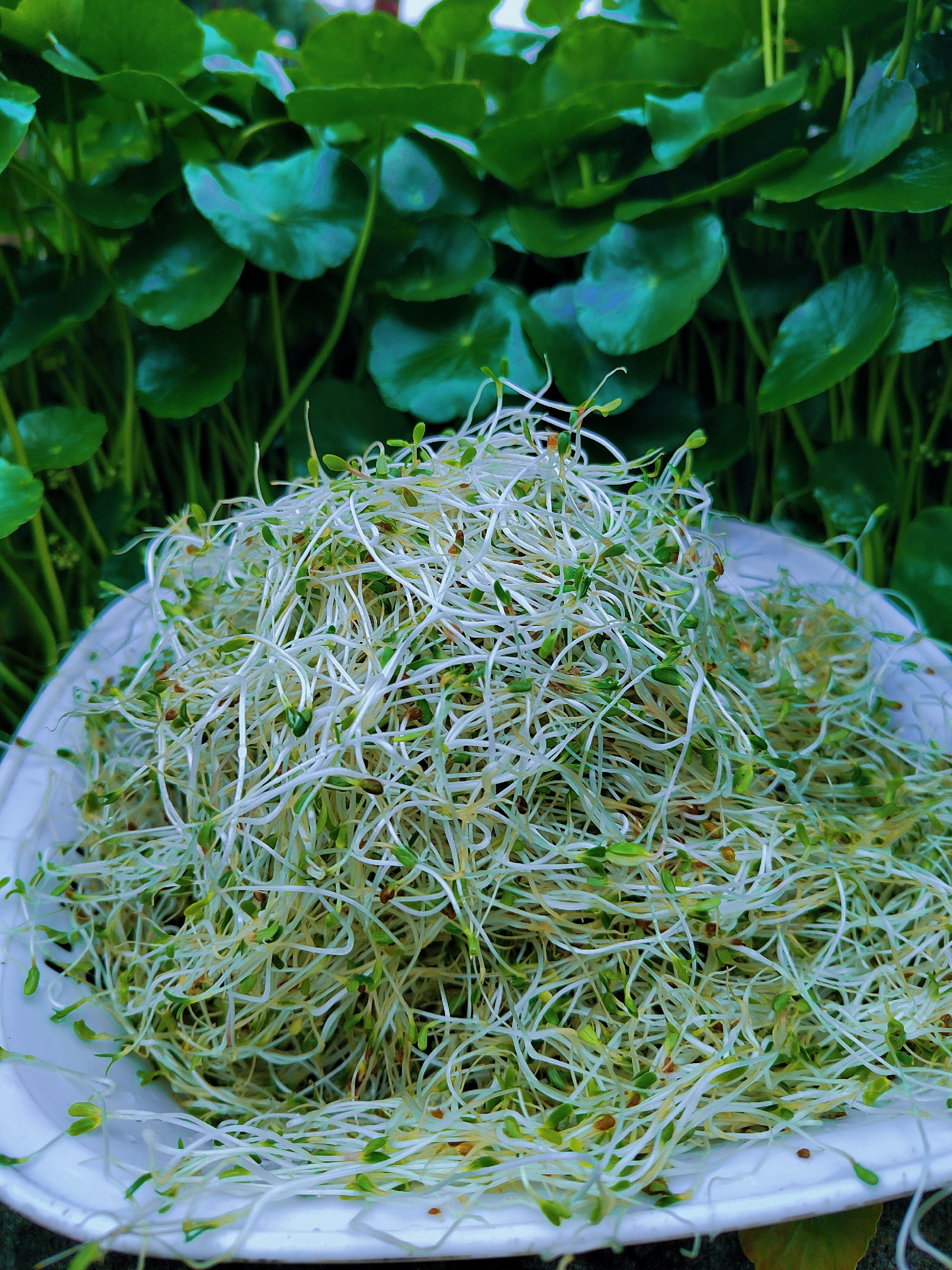 豪兴农业培植的紫花苜蓿芽苗菜