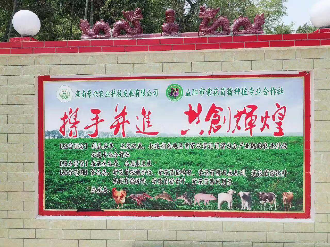 紫花苜蓿基地 (11).jpg