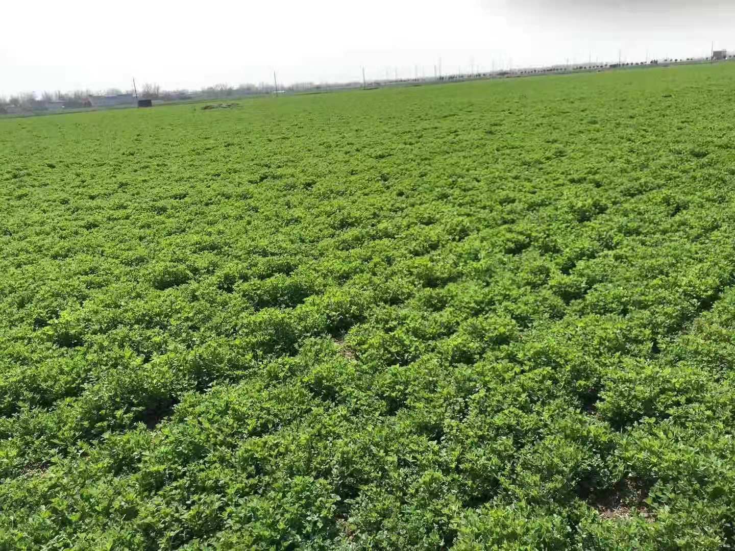 湖南可以种植苜蓿吗？